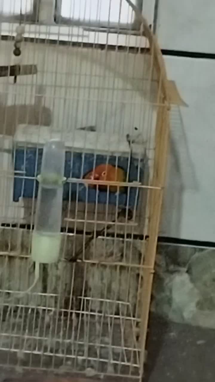 پرنده|پرنده|خان ببین, |دیوار