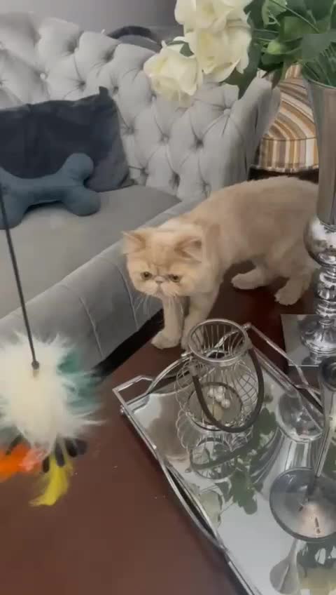 گربه پرشین سوپر فلت نر|گربه|مشکیندشت, |دیوار