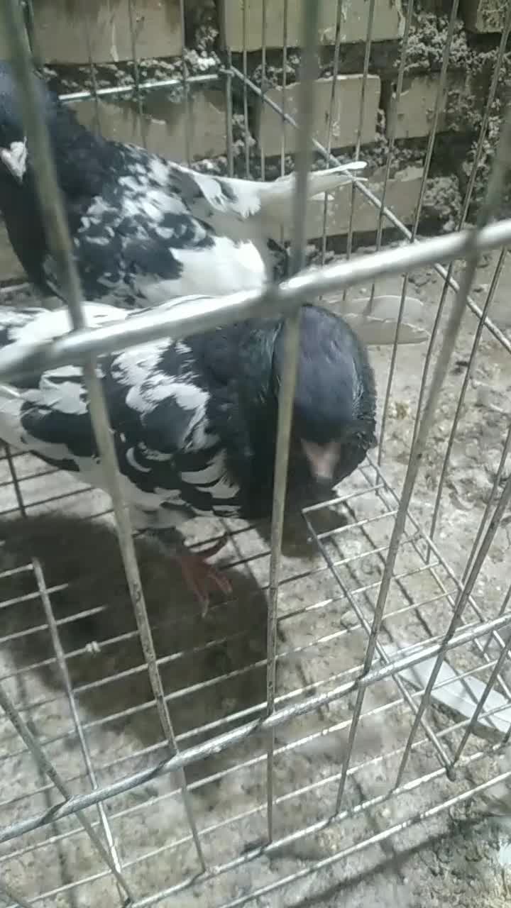 کله سیاه قواره دار|پرنده|اهواز, پردیس|دیوار