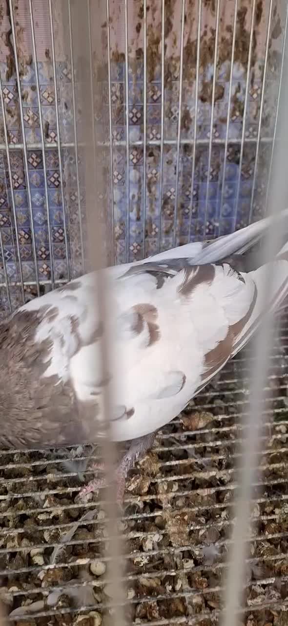 حسن خانی ماده|پرنده|سنندج, |دیوار