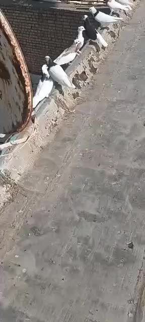 کفتر یا کبوتر|پرنده|اهواز, دغاغله|دیوار