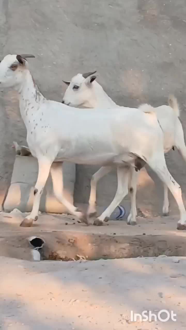 بز دوعدد هر دو ابستن|حیوانات مزرعه|بندرعباس, |دیوار