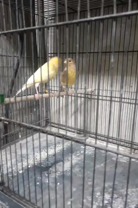 قناری ماده اماده پس کوزه ای|پرنده|تهران, اتابک|دیوار