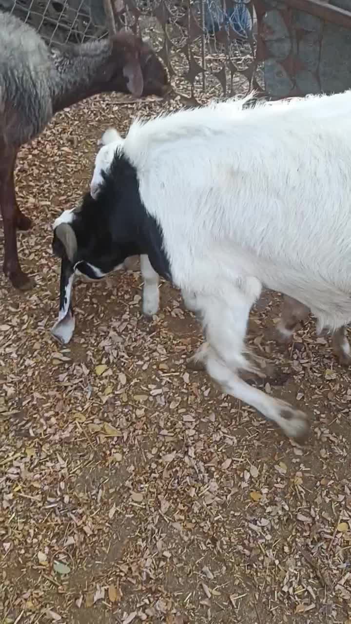 بزبزغاله داردوقلو|حیوانات مزرعه|علی‌آباد کتول, |دیوار