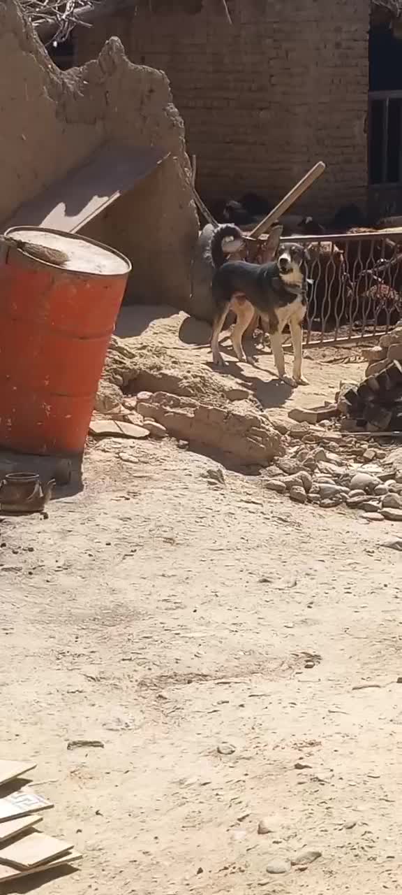 سگ سرابی|سگ|نهاوند, |دیوار