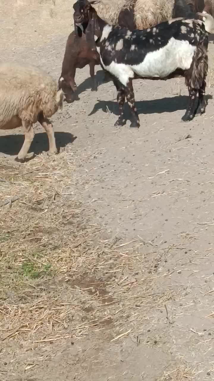 بز پاکستانی اصل پلنگی خاص،گوش دراز آبستن|حیوانات مزرعه|خنداب, |دیوار
