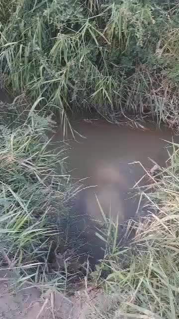 فروش باغ در روستای خوک از توابع شوط|فروش زمین و ملک کلنگی|شوط, |دیوار