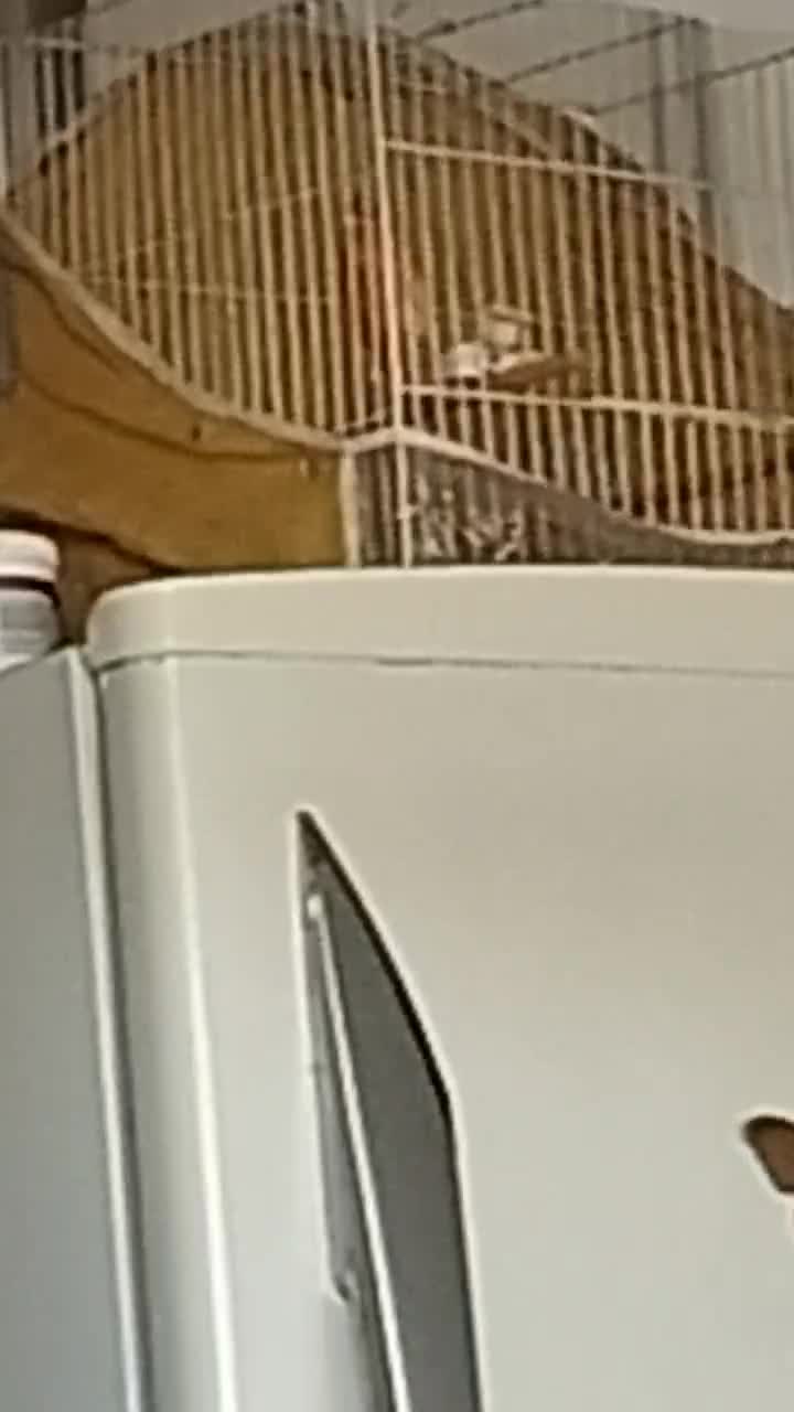 قناری نر سرخ شتری اورجینال مست مستخون|پرنده|مشهد, ادیب نیشابوری (شهرک غرب)|دیوار