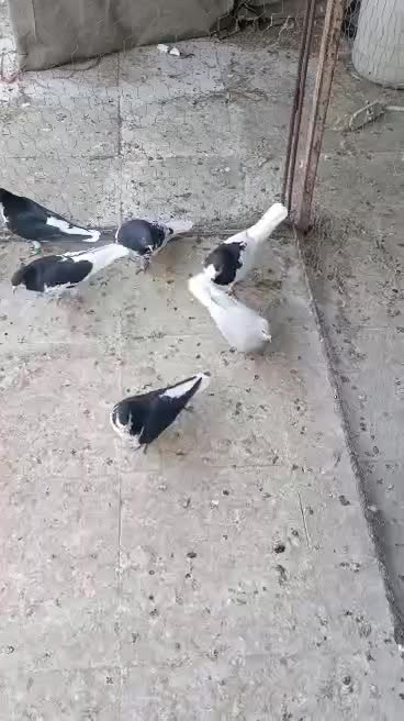 کبوتر هوا میکنم جلو مشتری|پرنده|شیراز, لاله|دیوار