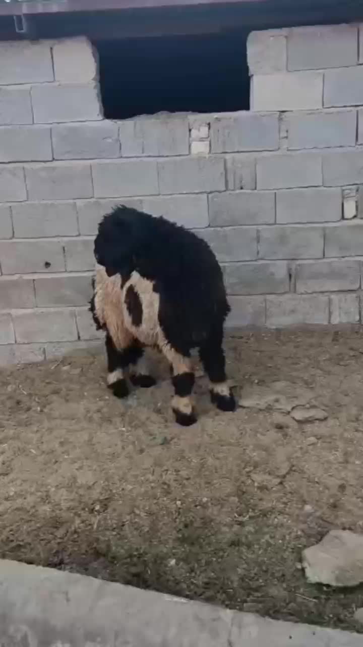 بره بذری میش کهره بز|حیوانات مزرعه|شیراز, گویم|دیوار