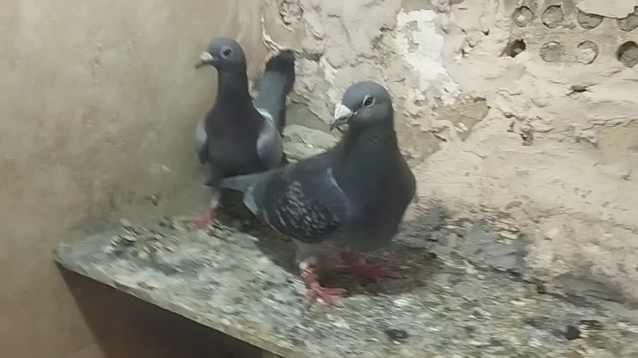 کفتر|پرنده|مشهد, شهرک مهرگان|دیوار