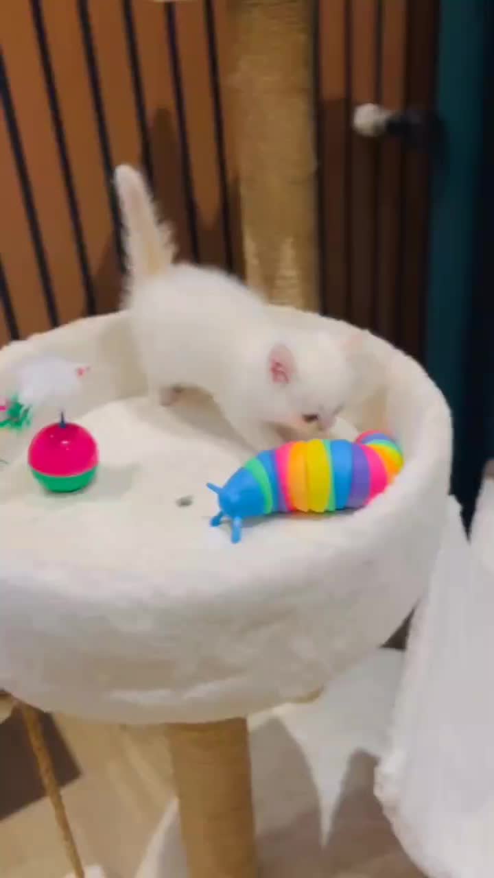 بریتیش رد پوینت ماده|گربه|چالوس, |دیوار