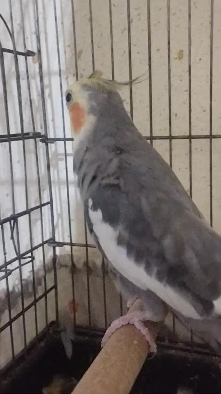 عروس هلندی نر|پرنده|میناب, |دیوار