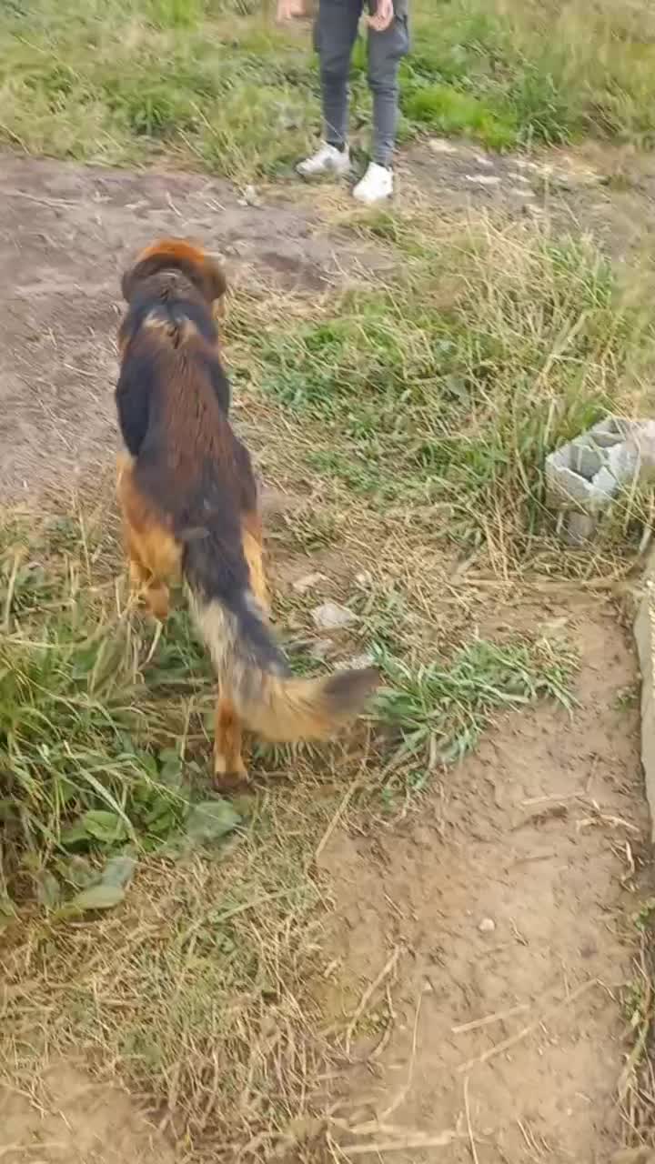 ژرمن ۲ساله نر|سگ|لاهیجان, گلستان|دیوار