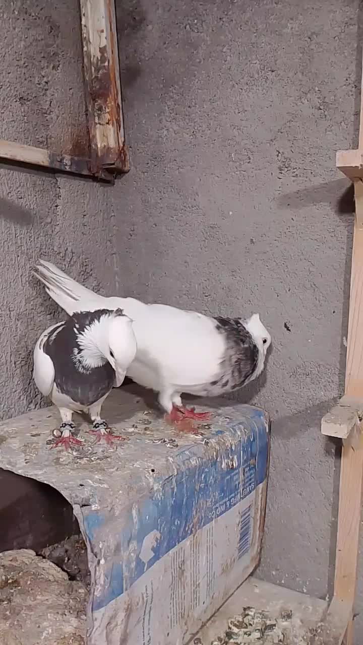 کفتر|پرنده|مشهد, خواجه ربیع|دیوار