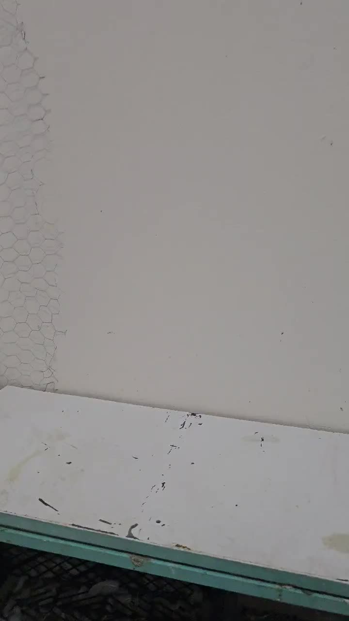 کفتر|پرنده|تهران, سیروس|دیوار