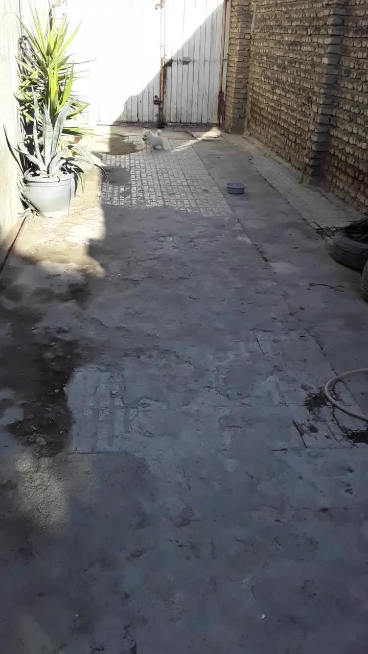 توله سگ پامر اشپیتز|سگ|گرگان, |دیوار