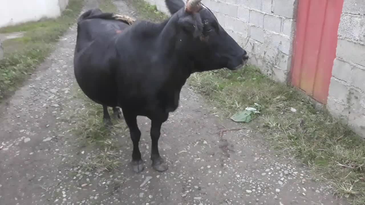 گاو چالوسی ابستن|حیوانات مزرعه|توتکابن, |دیوار