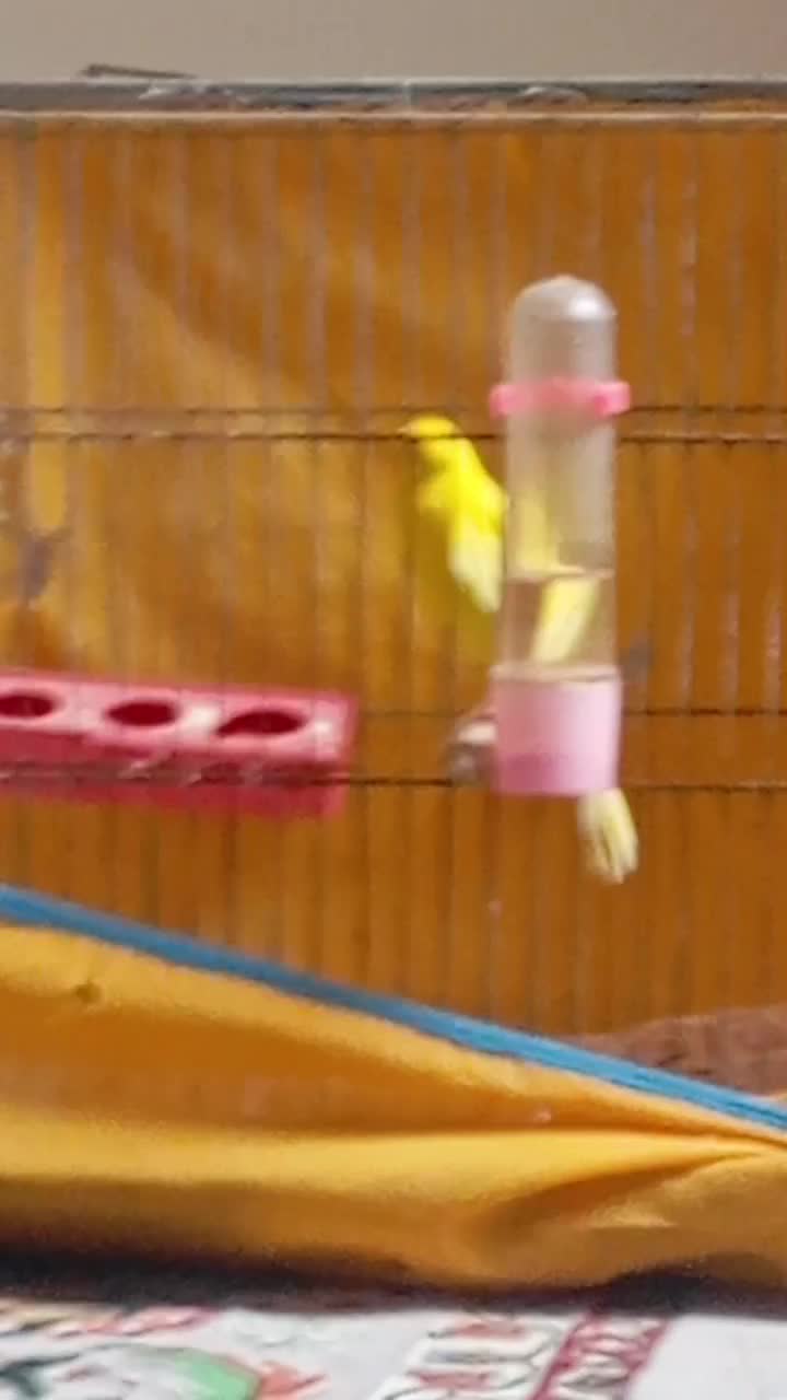 قناری|پرنده|خرمدشت, |دیوار