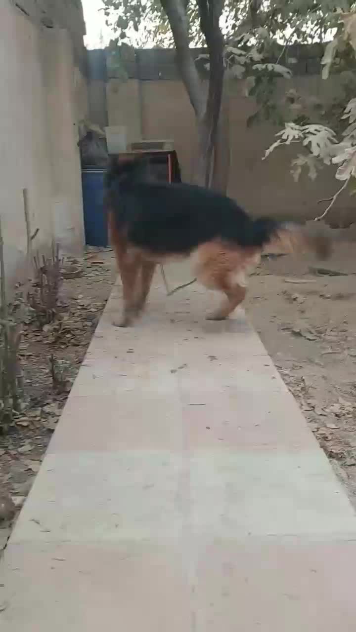 ژرمن موبلند نگهبان|سگ|ماهدشت, |دیوار