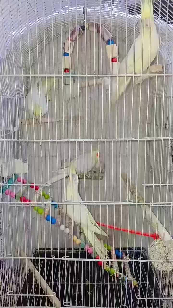 عروس هلندی|پرنده|مشهد, کشف|دیوار