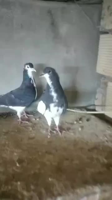 کبوتر چپی|پرنده|بندر ماهشهر, |دیوار