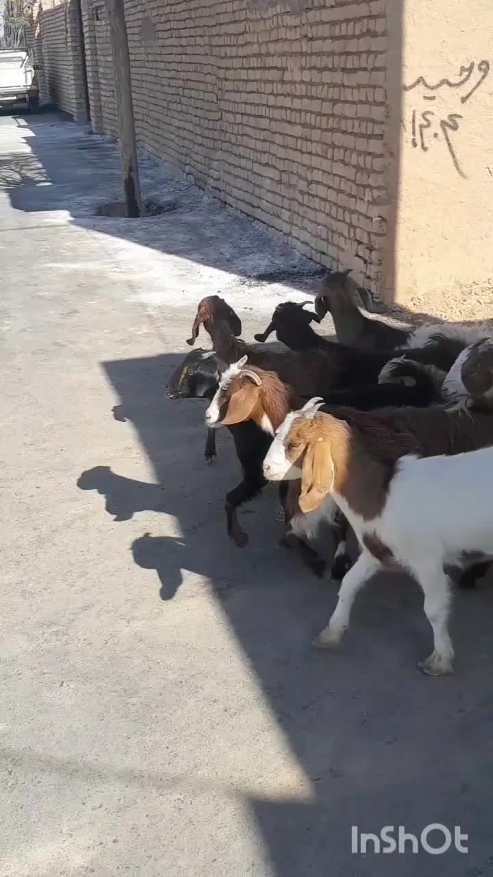 نه راس بزغاله ماده دانه 3/900 ،|حیوانات مزرعه|بردسکن, |دیوار