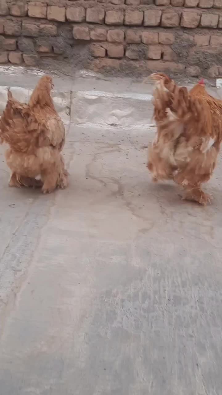 مرغ و خروس برهما|حیوانات مزرعه|قم, نیروگاه|دیوار