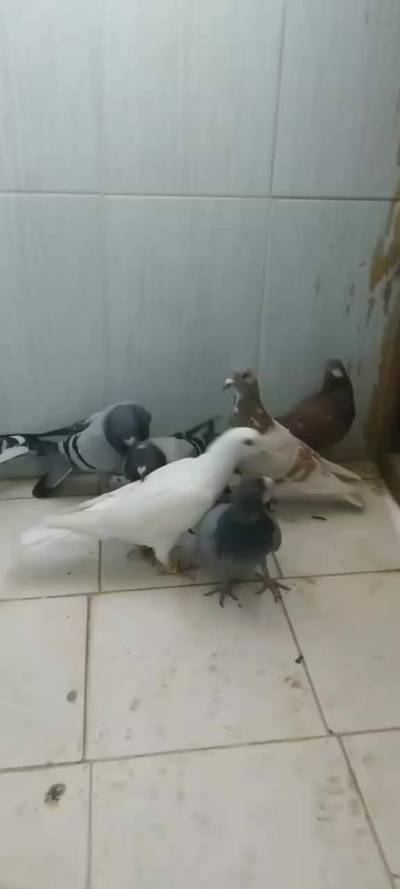 کفتر المانی|پرنده|قوچان, |دیوار