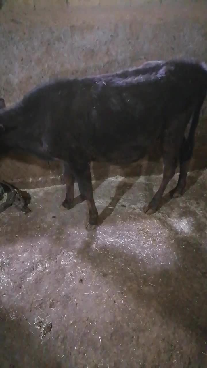 گوساله نر یک ساله|حیوانات مزرعه|روانسر, |دیوار