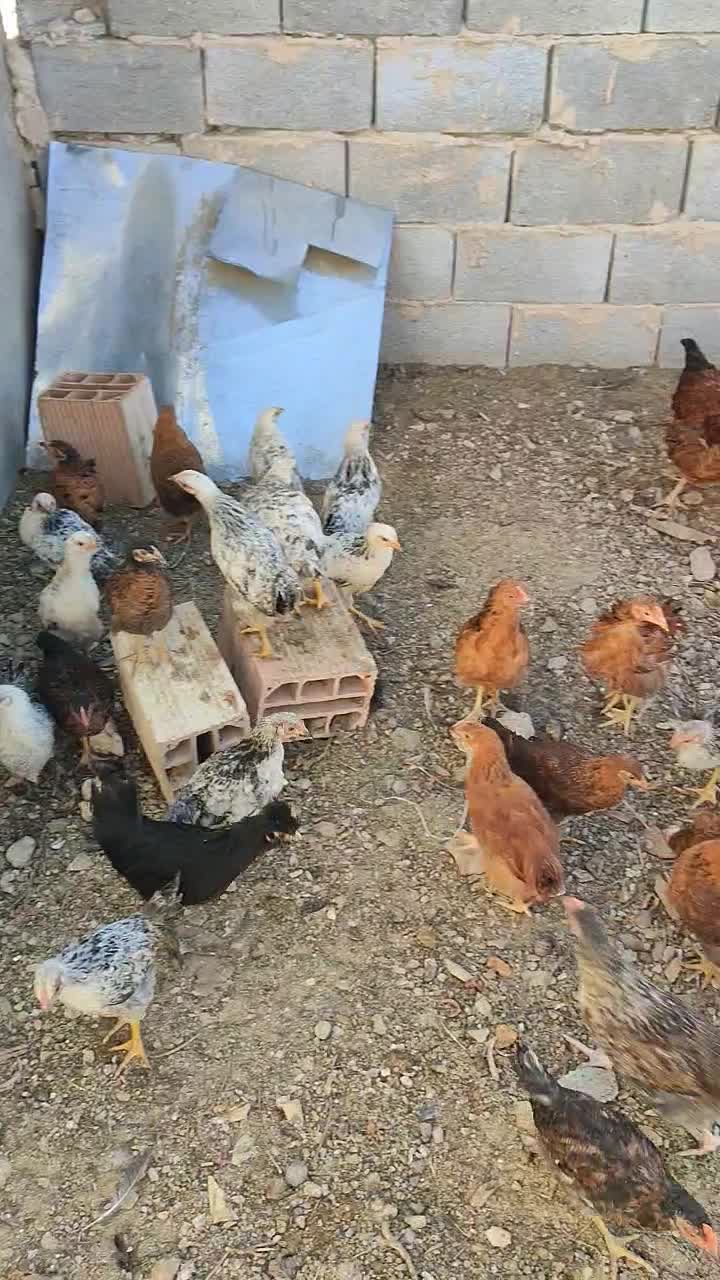 جوجه مرغ و خروس|حیوانات مزرعه|بومهن, |دیوار