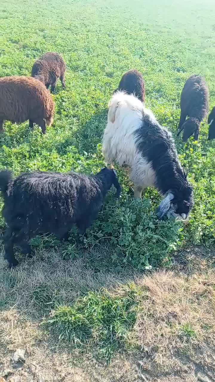 32میلیون|حیوانات مزرعه|محمدبار, |دیوار