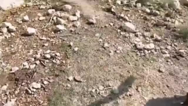 فروشی|حیوانات مزرعه|مسجد سلیمان, |دیوار