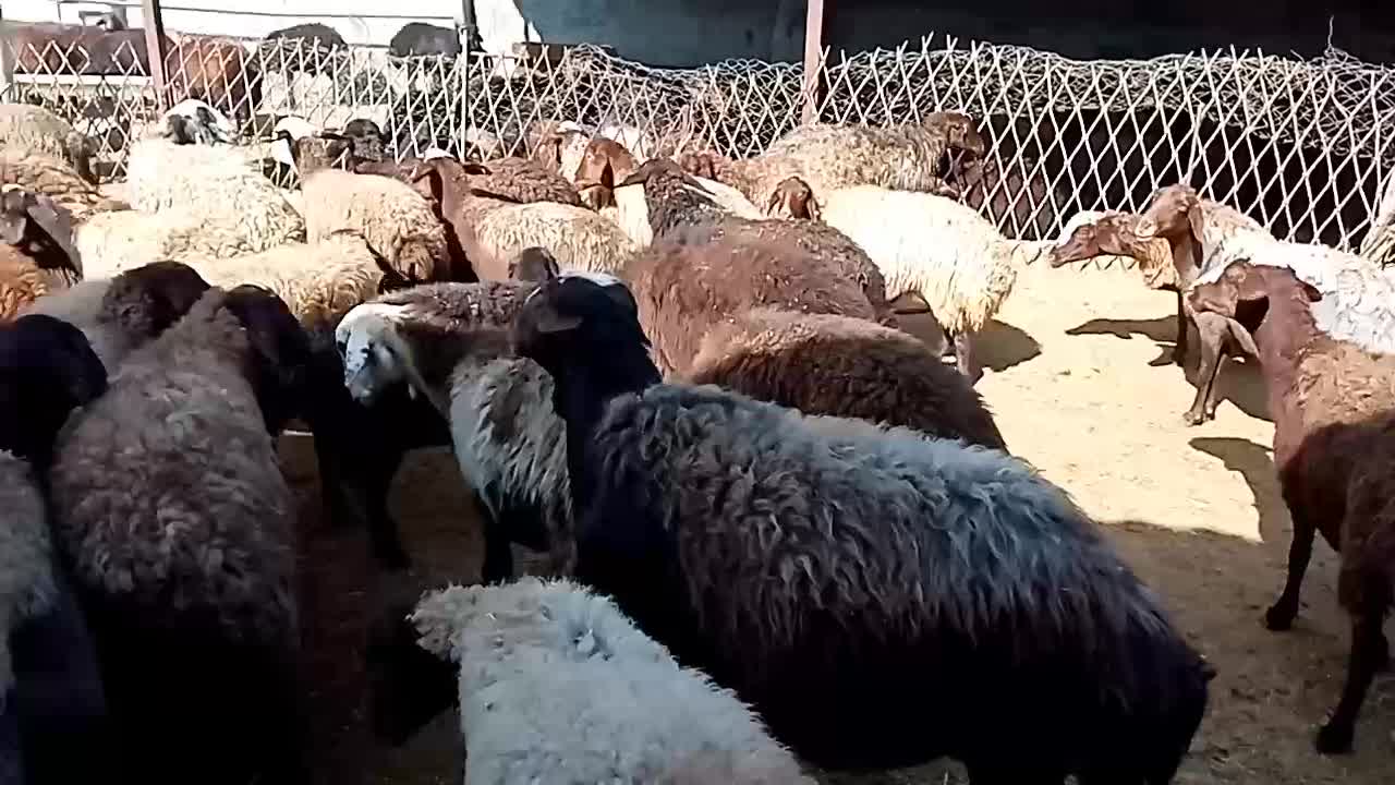 120 رس کاور تقلی و شیدار|حیوانات مزرعه|ملکآباد, |دیوار