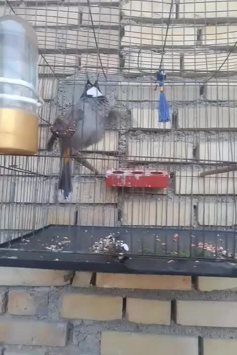 قناری درشت|پرنده|کارون, |دیوار