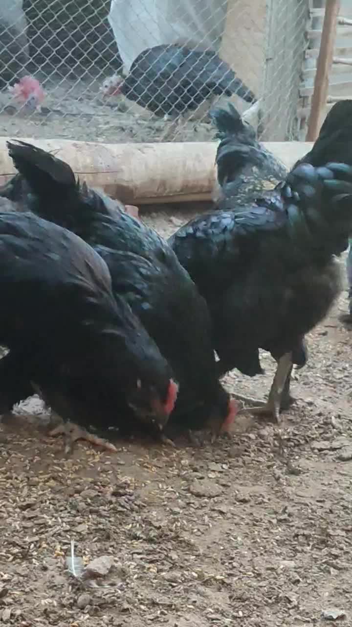 خروس سیاه برای قربانی و چشم نظر|حیوانات مزرعه|باسمنج, |دیوار