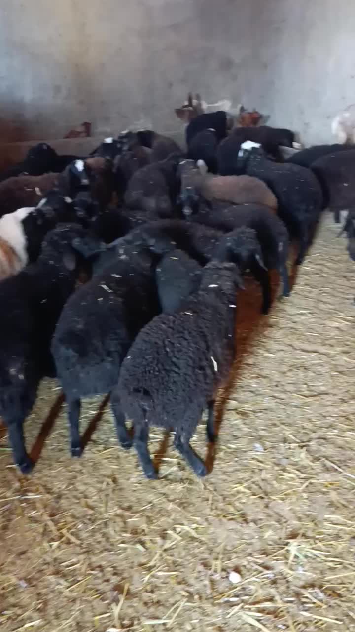 بره نره ماده|حیوانات مزرعه|تاکستان, |دیوار