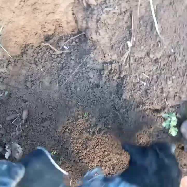 سگ شکاری|سگ|مینودشت, |دیوار