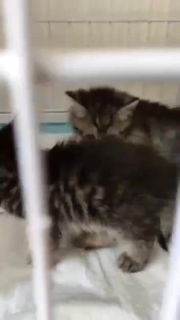 واگذاری گربه نر به خانواده با تجربه|گربه|تهران, پونک|دیوار