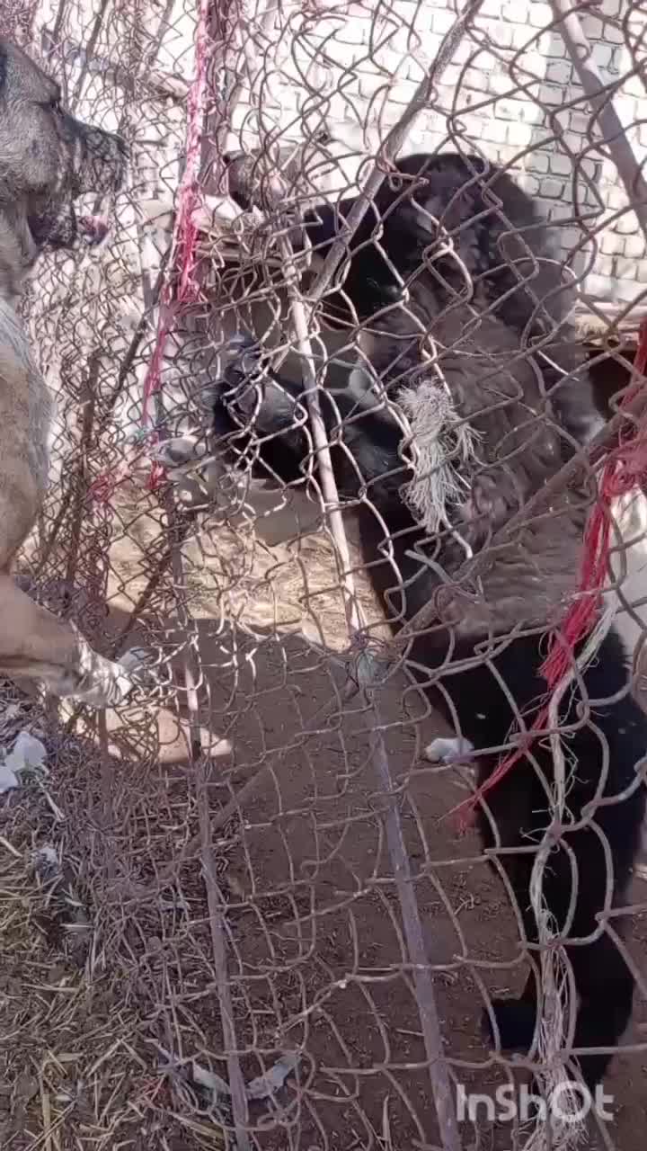 سگ نر|سگ|جعفرآباد, |دیوار
