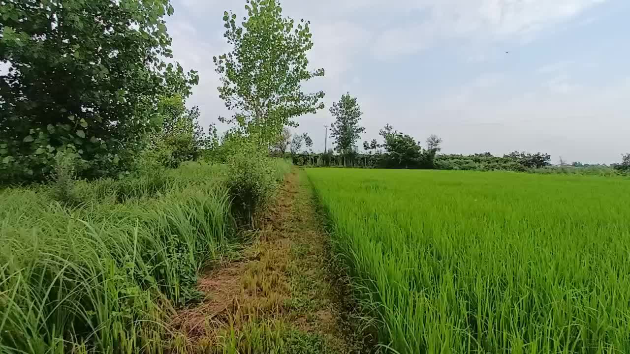 زمین|فروش زمین و ملک کلنگی|رودسر, |دیوار