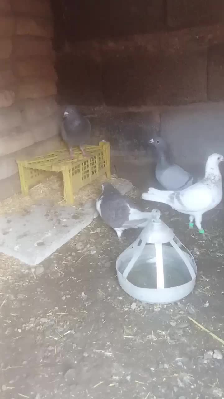 کفتر|پرنده|نیشابور, مازول|دیوار