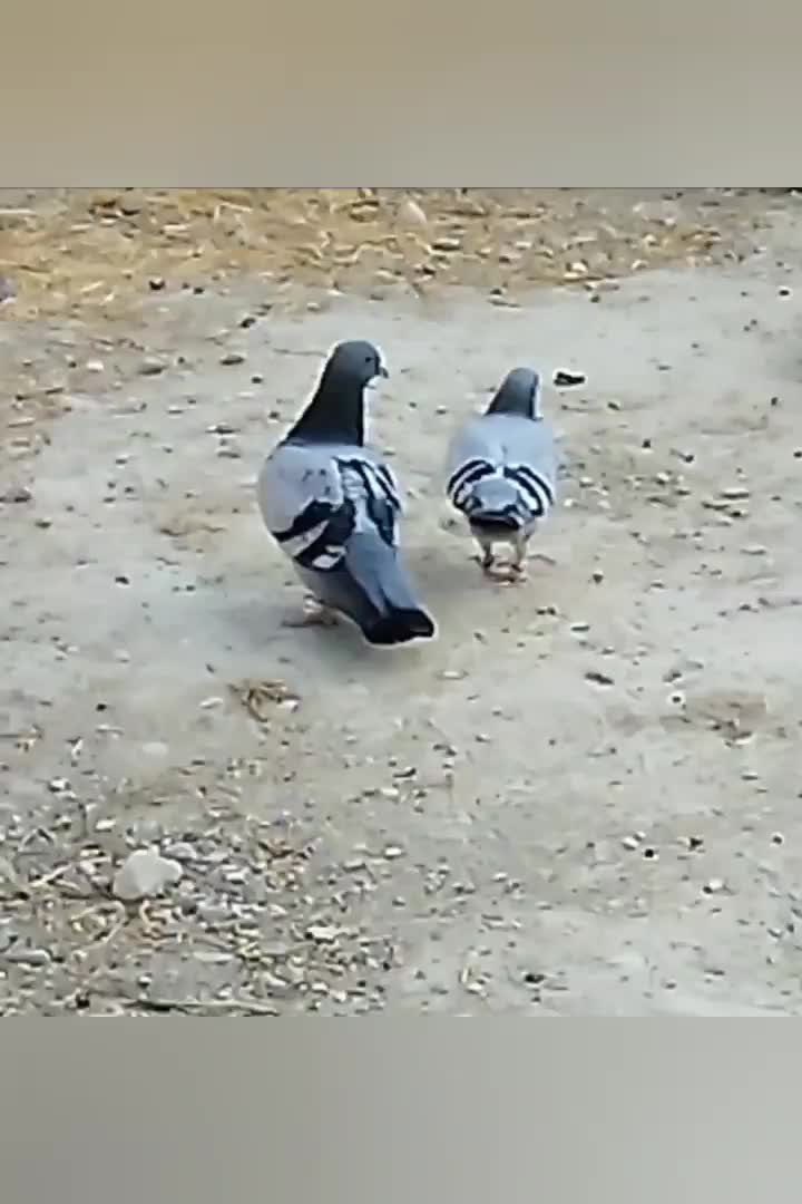 سبز خودمونی|پرنده|کازرون, |دیوار