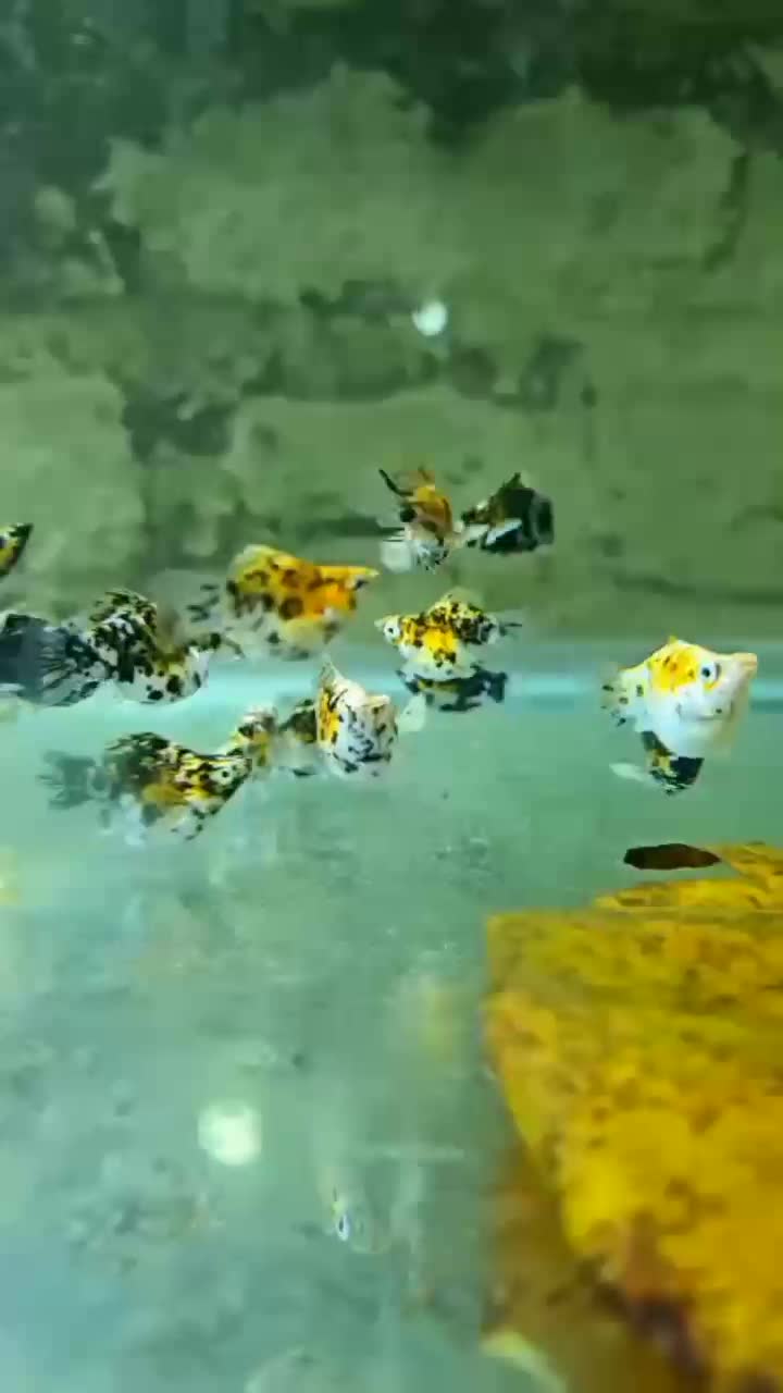 ماهی گوپی،مولی بالن،پلاتی بالن|ماهی|تهران, خانی آباد نو شمالی|دیوار