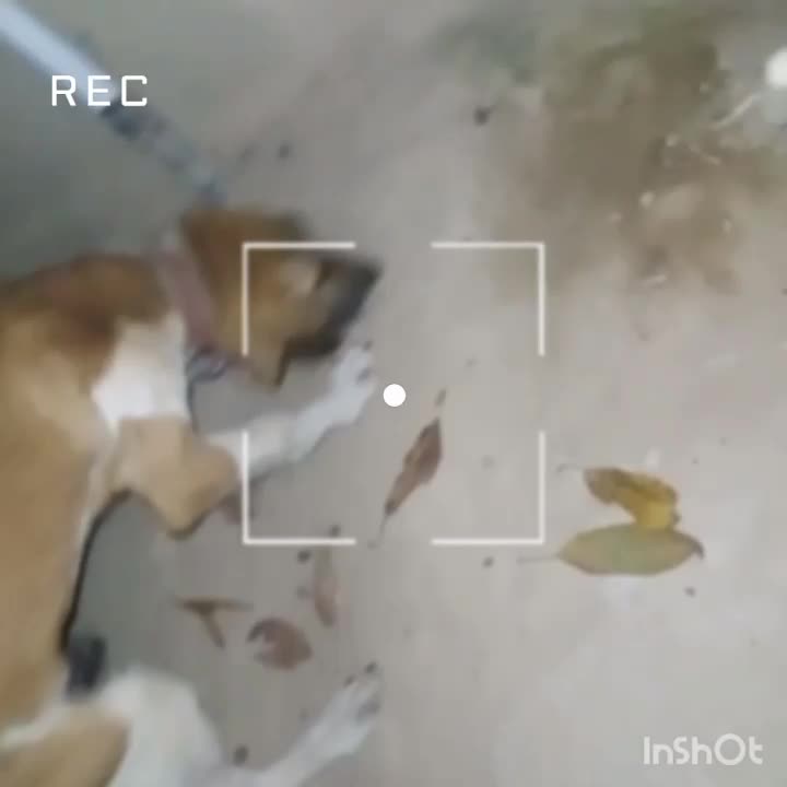 توله قیمت ۵۵۰۰|سگ|مینودشت, |دیوار