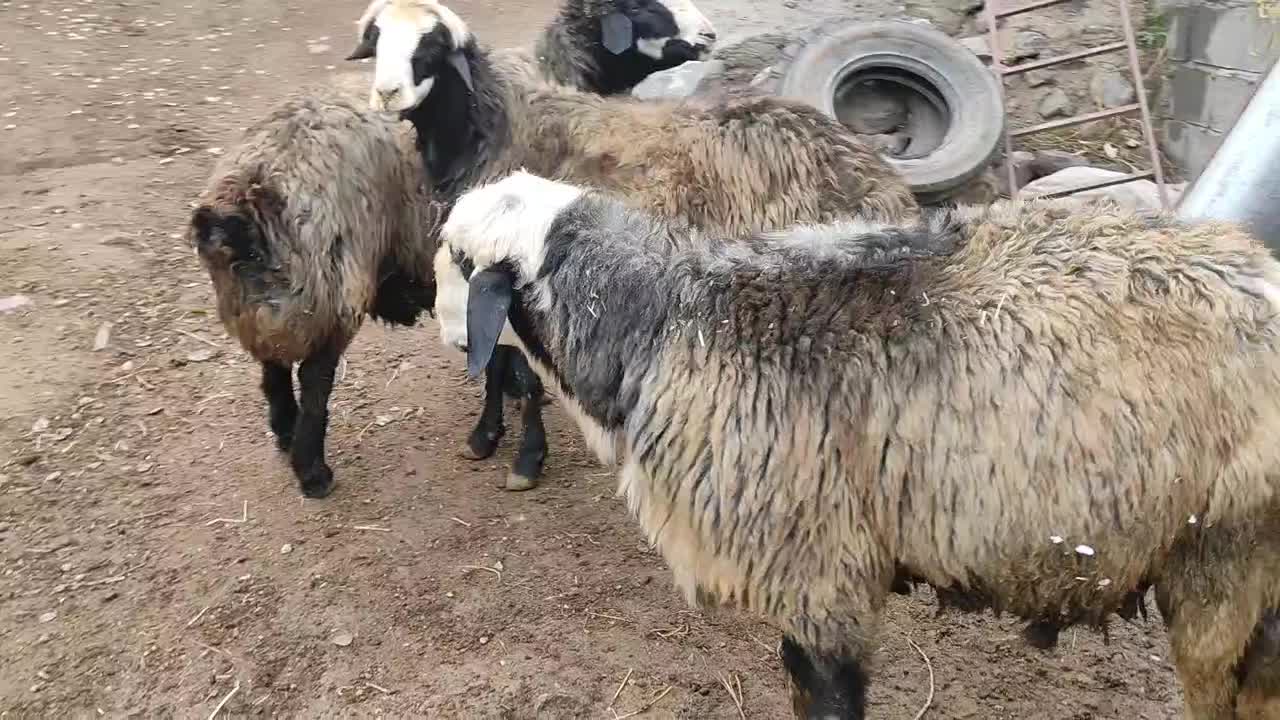 قوچ|حیوانات مزرعه|اهر, |دیوار