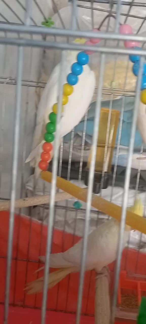 ۳عددعروس هلندی آرام با وسایل و۲عددغفس بزرگ وکوچیک|پرنده|ایثار, |دیوار