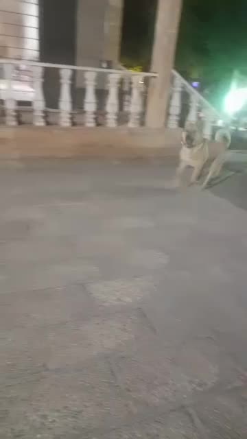یک قلاده سگ یک ساله زرنگ باهوش|سگ|تهران, شهرک دانشگاه|دیوار