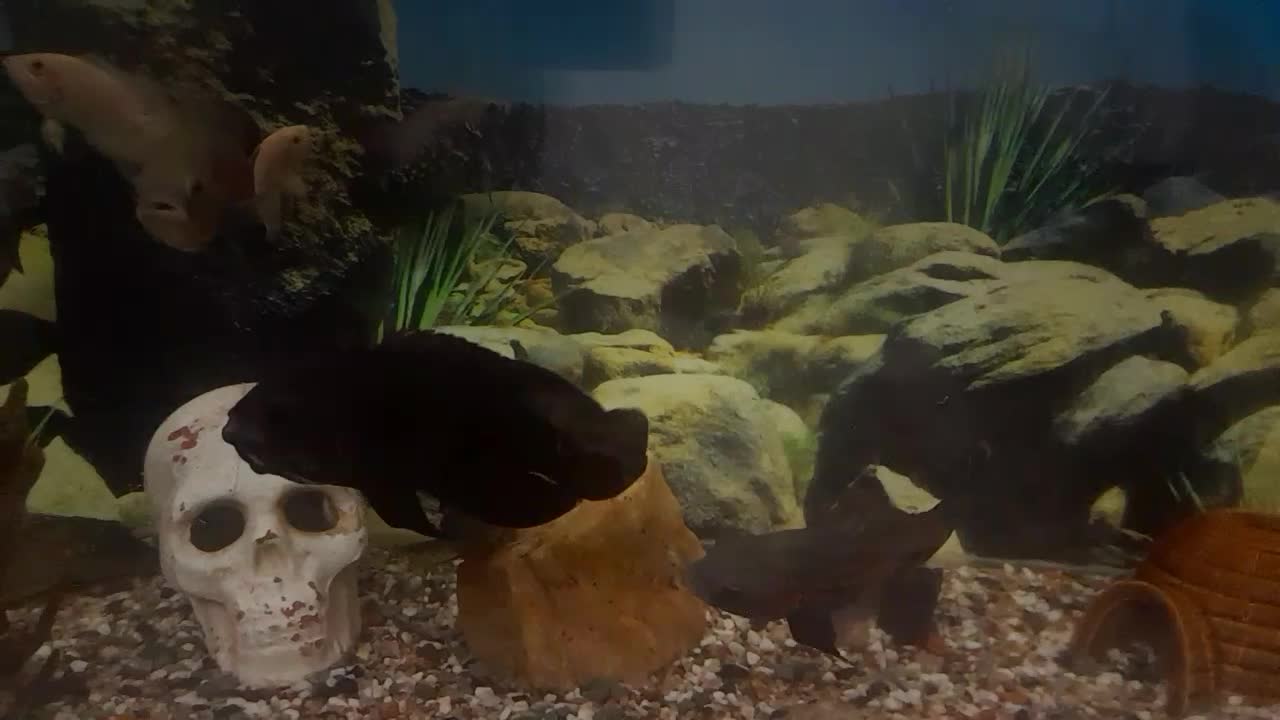 اکواریوم با لوازم ۷ عدد ماهی اسکار و۲تا لجن خار|ماهی|سراب, |دیوار