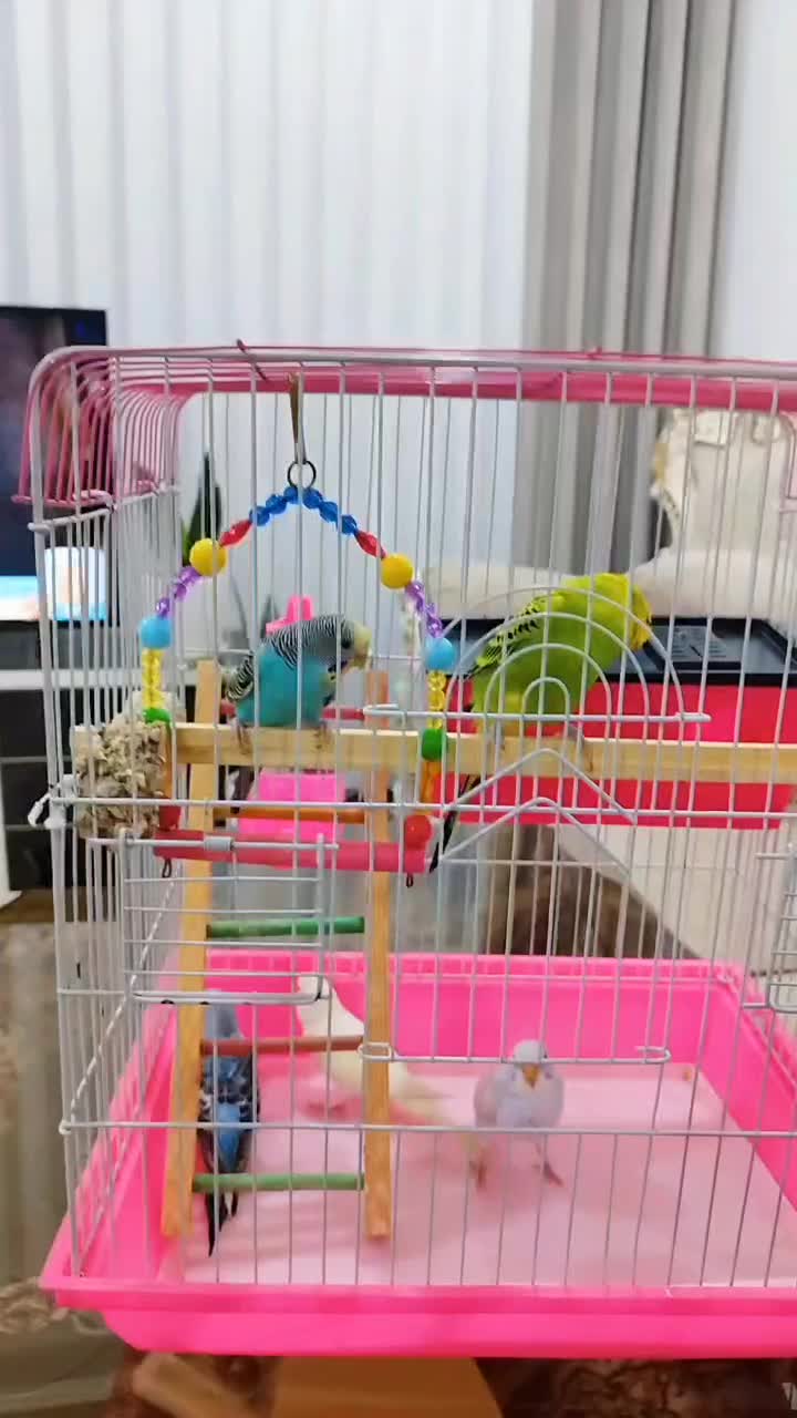 ۳عدد مرغ عشق ۱ونیم ماهه|پرنده|مریوان, |دیوار